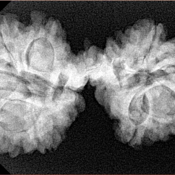 12 Mukhi Mini Trijuti 36.5mm 6.34gm - Xray