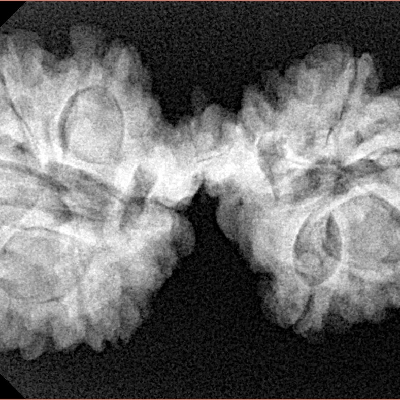 12 Mukhi Mini Trijuti 36.5mm 6.34gm - Xray