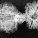 9 Mukhi Mini Trijuti 38.7mm 6.25gm - Xray