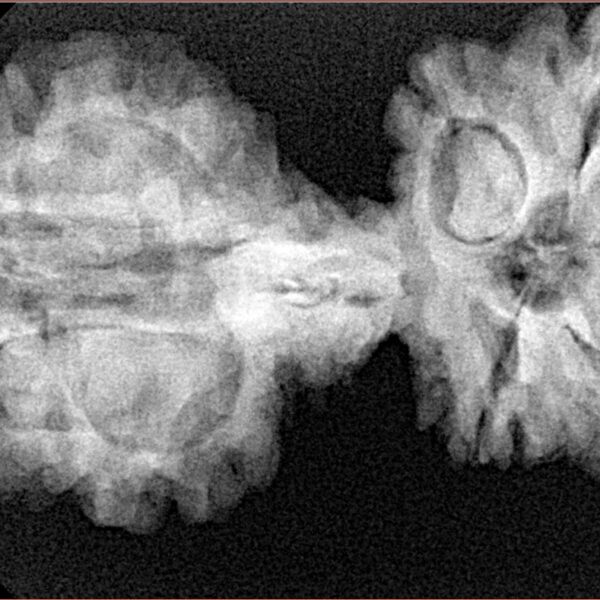 9 Mukhi Mini Trijuti 38.7mm 6.25gm - Xray