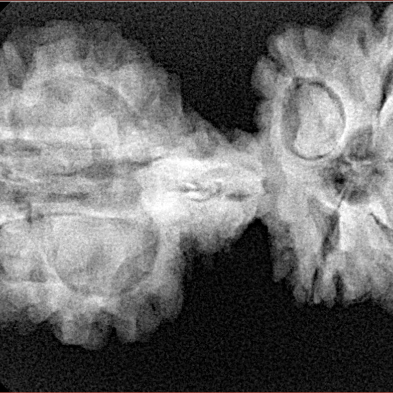 9 Mukhi Mini Trijuti 38.7mm 6.25gm - Xray
