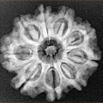 9 Mukhi Rudraksha 24.7mm 4.06gm - Xray