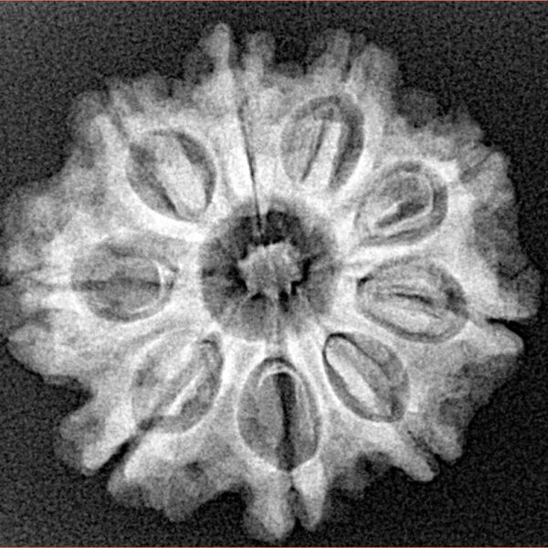 9 Mukhi Rudraksha 24.7mm 4.06gm - Xray