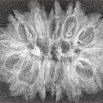 14 Mukhi Rudraksha 31.5mm 2.66gm - Xray