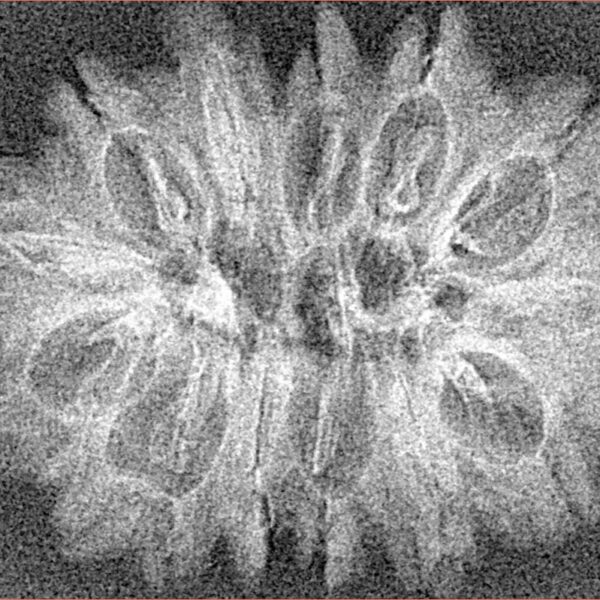 14 Mukhi Rudraksha 31.5mm 2.66gm - Xray