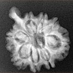 8 Mukhi Ganesh 25mm 3.36gm - Xray