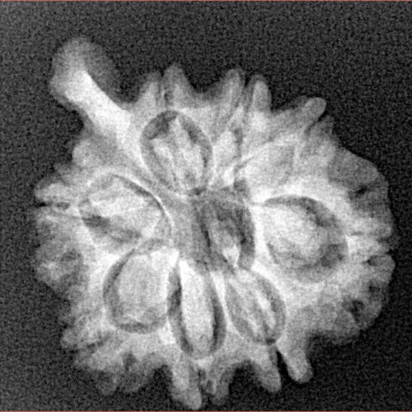 8 Mukhi Ganesh 25mm 3.36gm - Xray