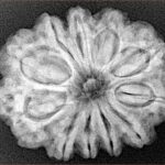 11 Mukhi Rudraksha 28.2mm 5.84gm - Xray