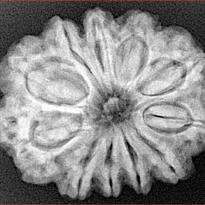 11 Mukhi Rudraksha 28.2mm 5.84gm - Xray
