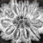 12 Mukhi Rudraksha 33mm 7.26gm - Xray