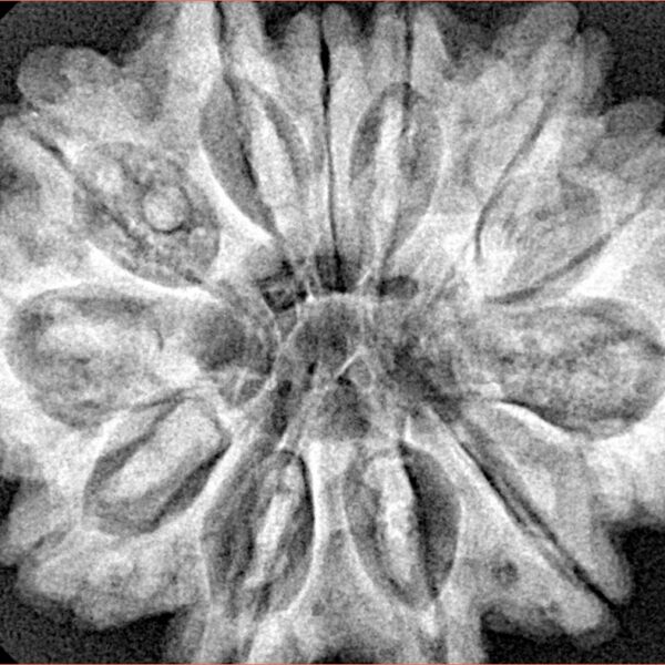 12 Mukhi Rudraksha 33mm 7.26gm - Xray