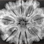 9 Mukhi Rudraksha 31.9mm 5.82gm - Xray