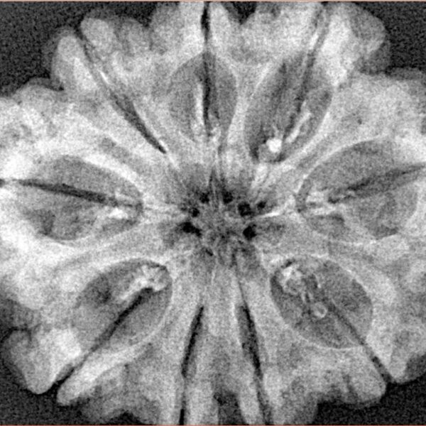 9 Mukhi Rudraksha 31.9mm 5.82gm - Xray