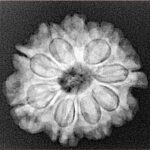 9 Mukhi Rudraksha 23.3mm 4gm - Xray