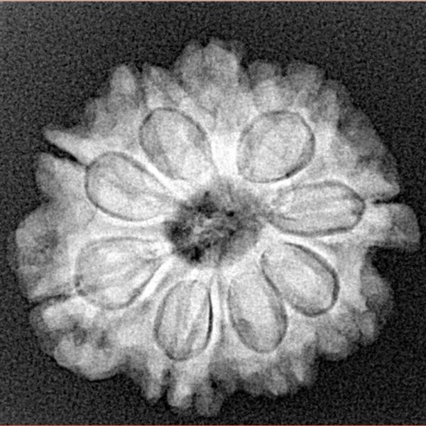 9 Mukhi Rudraksha 23.3mm 4gm - Xray