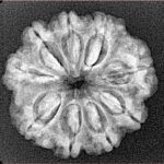 9 Mukhi Rudraksha 24mm 3.3gm - Xray