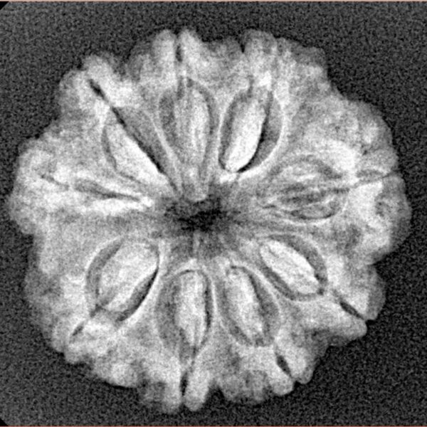 9 Mukhi Rudraksha 24mm 3.3gm - Xray