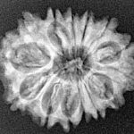14 Mukhi Rudraksha 24.8mm 3.22gm - Xray