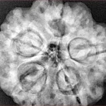 5 Mukhi Rudraksha 29.5mm 9.33gm - Xray