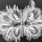 13 Mukhi G.S & Ganesh 27.9mm 3.21gm - Xray