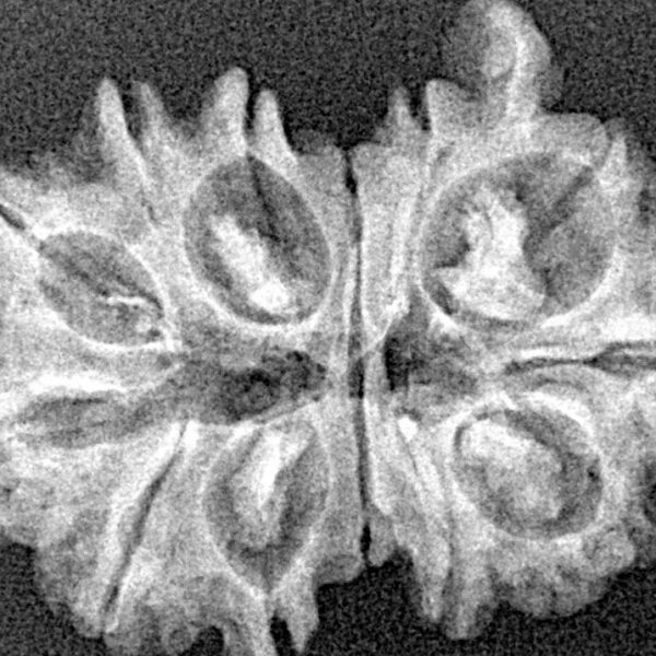 13 Mukhi G.S & Ganesh 27.9mm 3.21gm - Xray