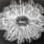 11 Mukhi Rudraksha 28.7mm 5.67gm - Xray