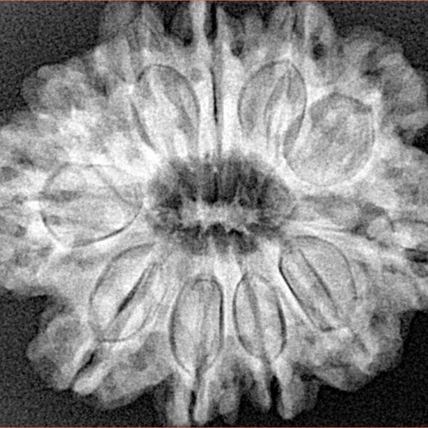 11 Mukhi Rudraksha 28.7mm 5.67gm - Xray