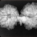 11 Mukhi Mini Trijuti 32.6mm 5.13gm - Xray