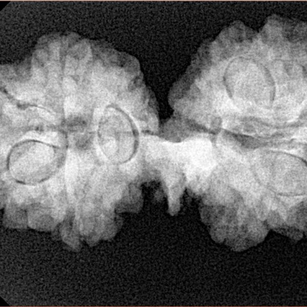 11 Mukhi Mini Trijuti 32.6mm 5.13gm - Xray