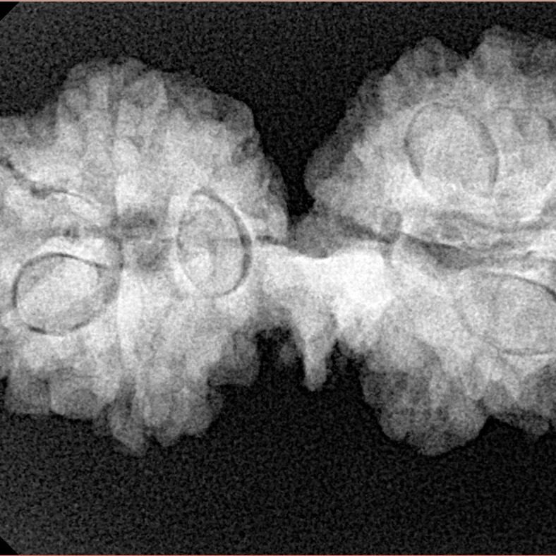 11 Mukhi Mini Trijuti 32.6mm 5.13gm - Xray