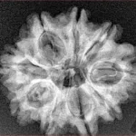 9 Mukhi Rudraksha 25.3mm 4gm - Xray
