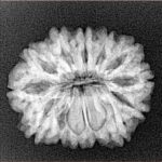 14 Mukhi Rudraksha 23.1mm 3.35gm - Xray