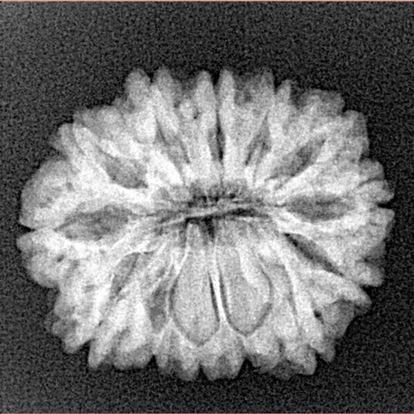 14 Mukhi Rudraksha 23.1mm 3.35gm - Xray