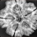 5 Mukhi Rudraksha 29.1mm 7.4gm - Xray