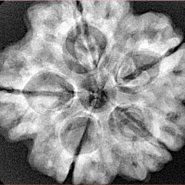 5 Mukhi Rudraksha 29.1mm 7.4gm - Xray