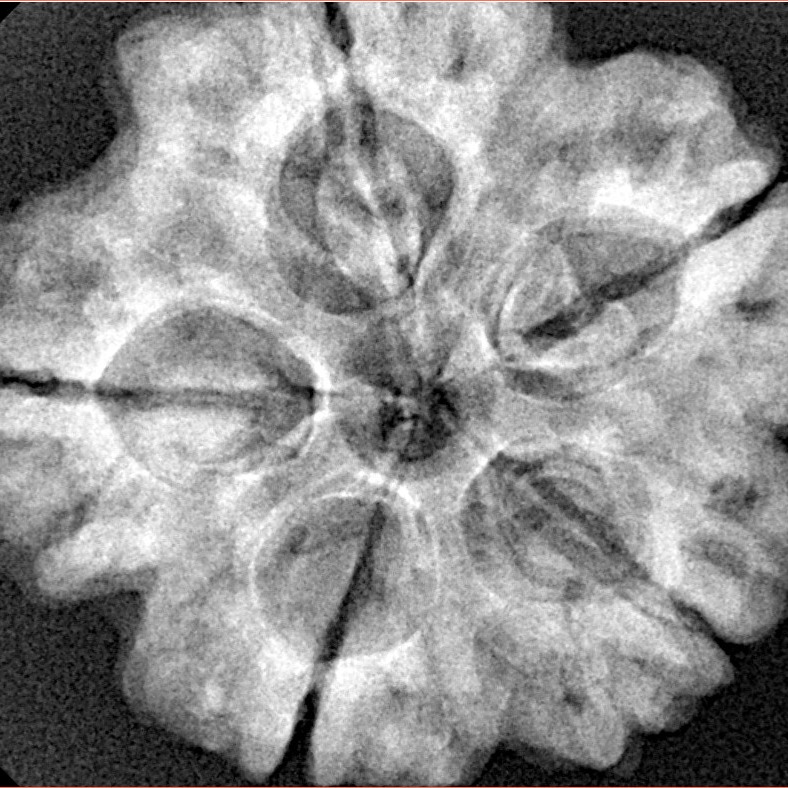5 Mukhi Rudraksha 29.1mm 7.4gm - Xray