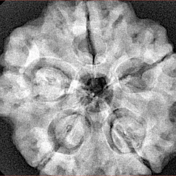 5 Mukhi Rudraksha 29mm 8.27gm - Xray