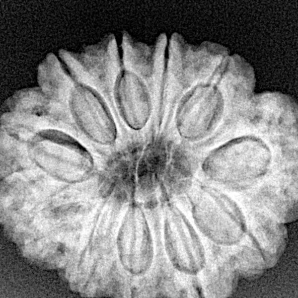 11 Mukhi Rudraksha 28mm 5.52gm - Xray