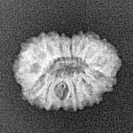 14 Mukhi Rudraksha 16mm 1.07gm - Xray