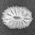 14 Mukhi Rudraksha 11.2mm 0.35gm - Xray