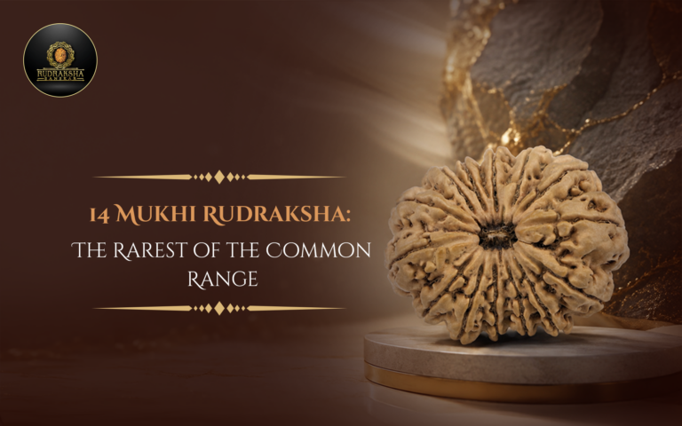 14 Mukhi Rudraksha: The Rarest of the Common Range