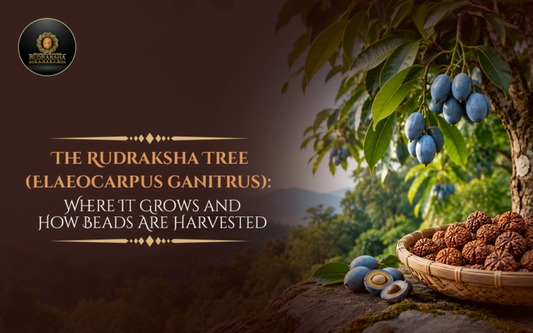 The Rudraksha Tree (Elaeocarpus ganitrus): Where It Grows and How Beads Are Harvested