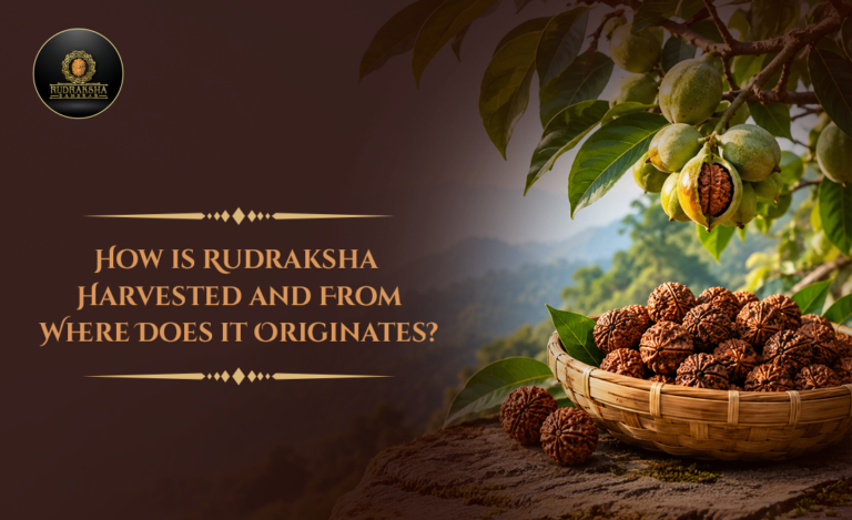 How Is Rudraksha Harvested and Where Does It Originate?