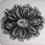 10 Mukhi Rudraksha 25.1mm 3.67gm - Inverse xray
