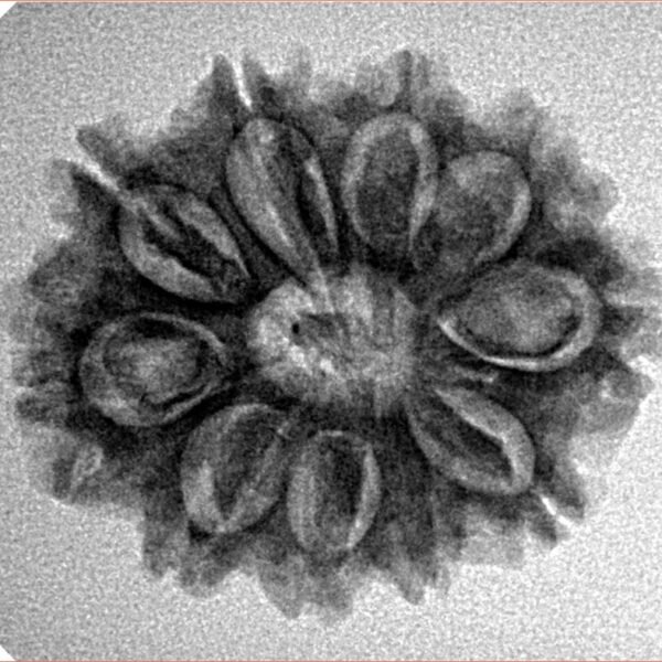 10 Mukhi Rudraksha 25.1mm 3.67gm - Inverse xray