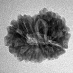 14 Mukhi Rudraksha 21.1mm 2.45gm - Inverse xray