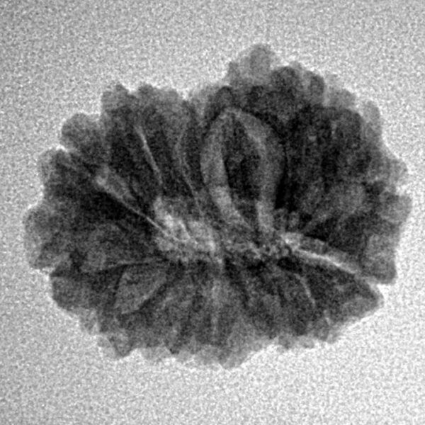14 Mukhi Rudraksha 21.1mm 2.45gm - Inverse xray