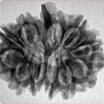 12 Mukhi G.S & Ganesh 27.7mm 4.1gm - Inverse xray