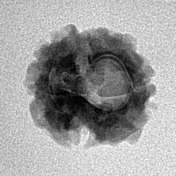 2 Mukhi Rudraksha 16.4mm 1.47gm - Inverse xray