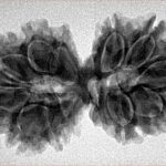 14 Mk Gaurishankar 34.2mm 5.28gm - Inverse xray